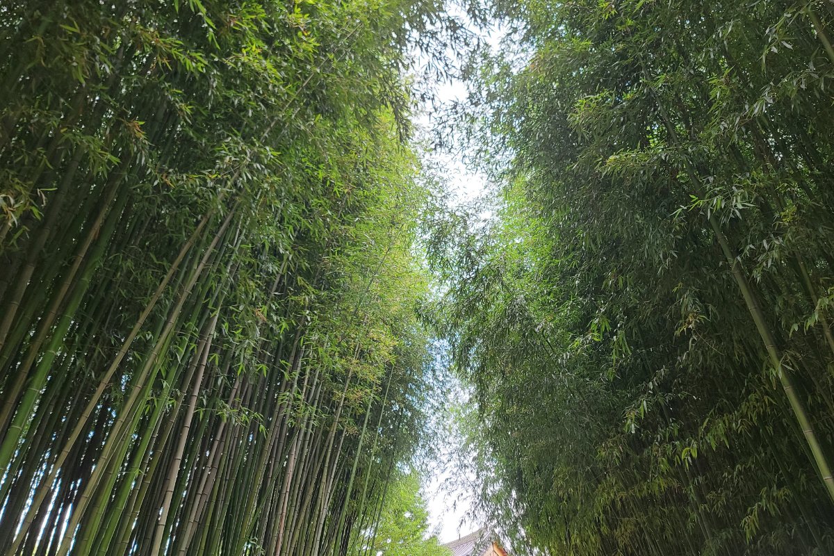 Bamboo Forest